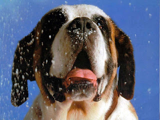 saint bernard dog wallpaper giant breeds dogs info st. bernhardshund bernhardiner animal pets hound