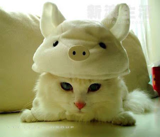 funny cute cat hat pussy kitten grimalkin mace pisik kotka gat macka kocka kass pusa kissa gato katze macska kottur kakis kate qattus kot pisica katt kedi con meo kucing pets huisdieren animaux de compagnie Haustiere animais Animale de companie animales domesticos husdjur Evcil Hayvan anifeiliaid anwes domace zvali binatang kesayangan augintiniai animali domestici peatai bet kay lemmikit mga alagang hayop domaci zvirata kucni ljubimci animals domestics maskotak binatang peliharaan breeds