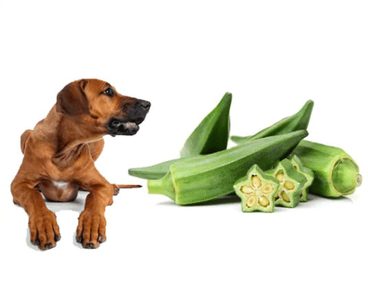 Can Dogs Eat Okra? Is Okra Safe For Dogs?