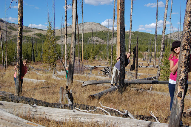 Kids behind burned out lodgepole pine trees in Yellowstone