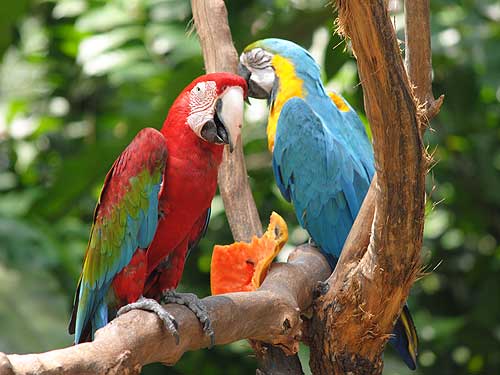Zoo Kedua Terbesar Malaysia : Zoo Melaka ~ Kendatipun ...