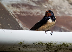 Barn Swallow  - Skomer - Simon Colenutt