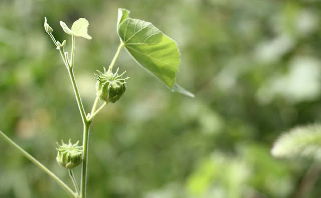 Indian Mallow Flowers