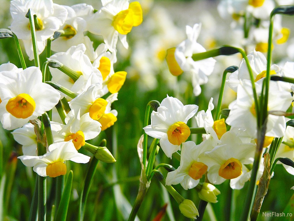 jonquil flower