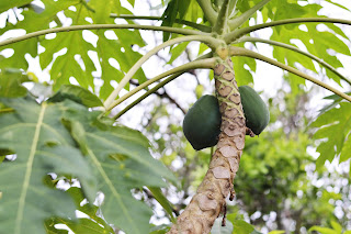 Raw papaya for milk production 