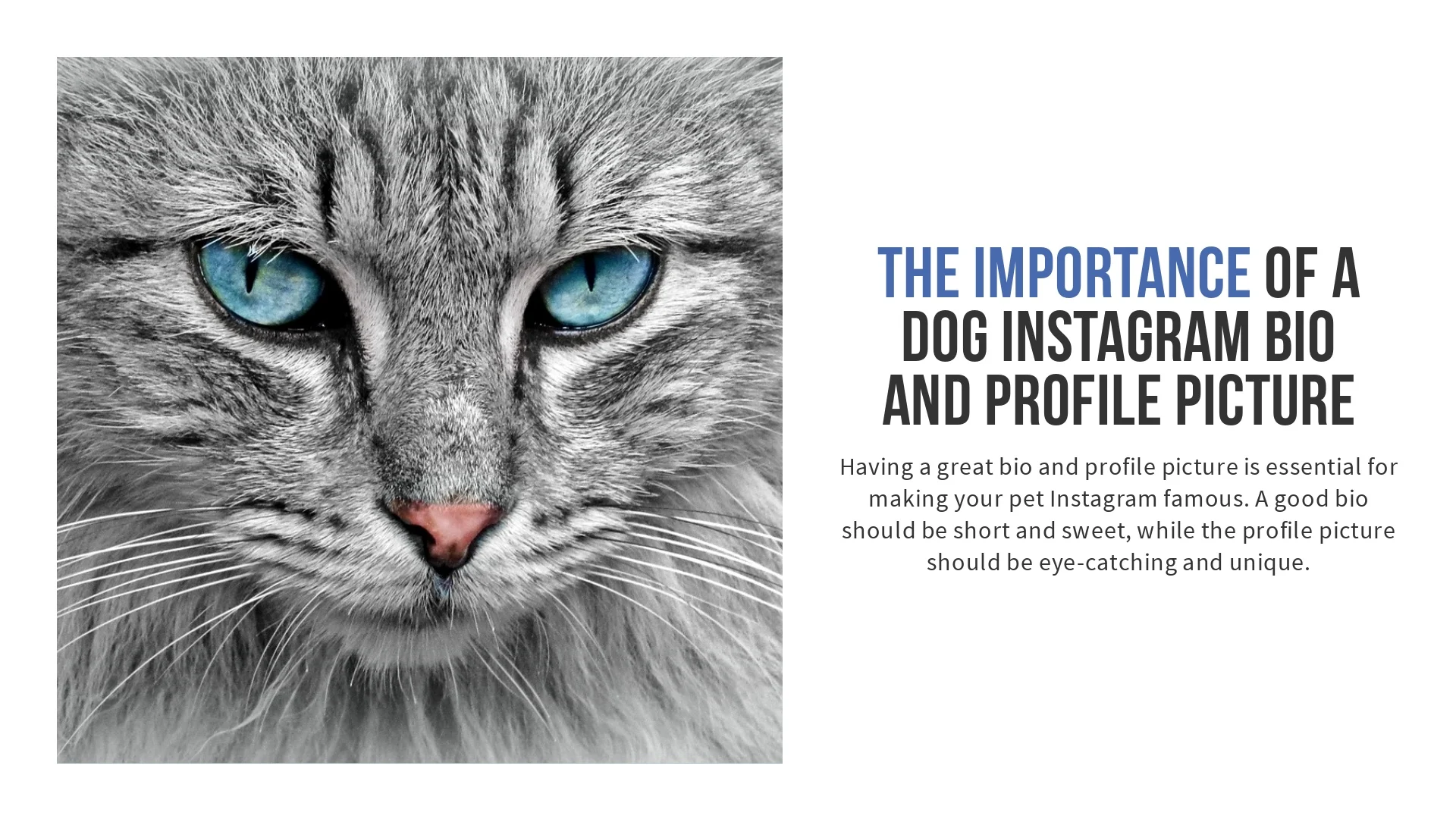 The importance of a profile picture explained via split image of a cat and text on the right.