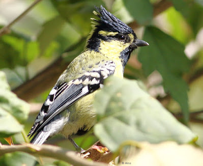 Indian Yellow Tit