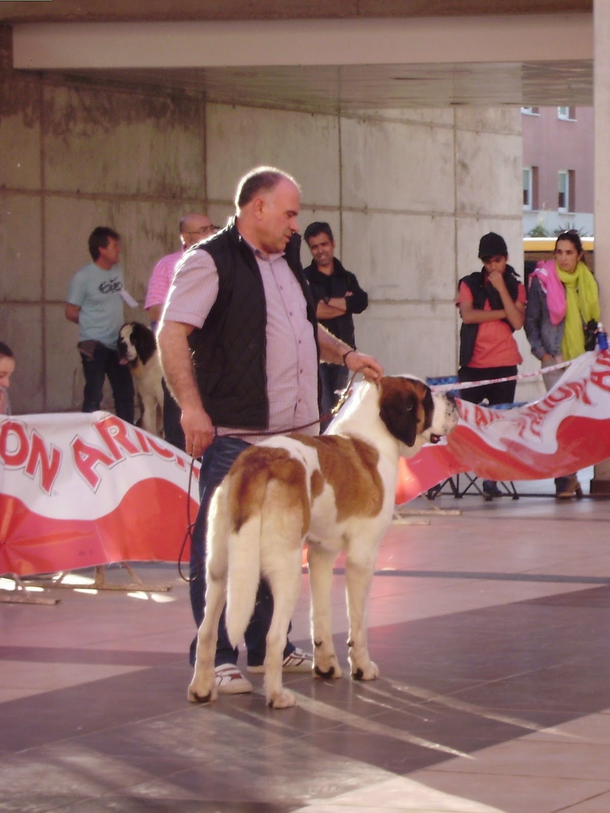 San Bernardo de Pelo Corto Perros info - San Bernardo Pelo Corto