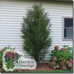 Rhamnus-FINE-LINE-_Buckthorn_