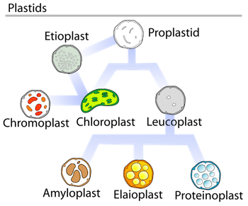 kloroplas, kromoplas, leukoplas