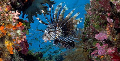 Coral reefs in the Wakatobi, scuba diving in Wakatobi, underwater paradise, Wakatobi island