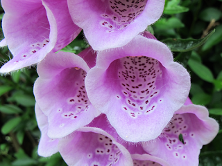 Foxglove flowers