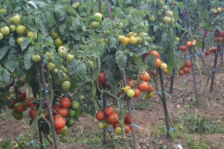 Bantaeng: Panen Buah Tomat di Desa Bonto Daeng Kabupaten Bantaeng 