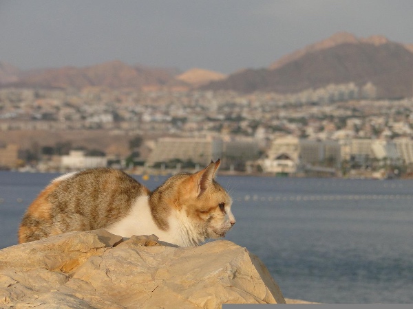 Eilat Israel cats