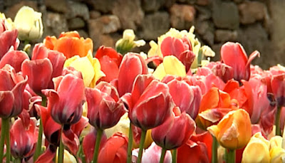 Easy Tulip Care