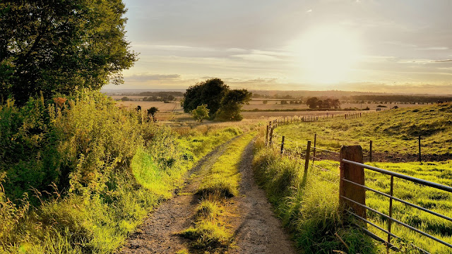 Summer Nature Scenery Road Trees Fence Grass Sun HD Wallpaper