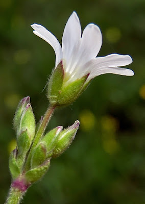 Céraiste champs (Cerastium arvense)