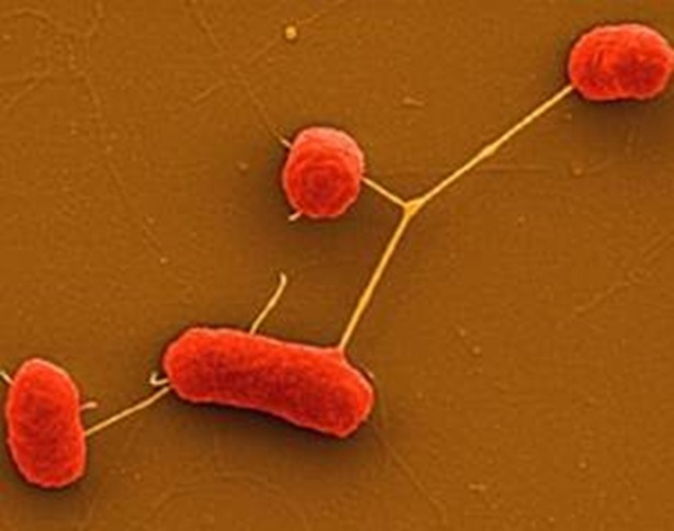 bacterias_resistentes