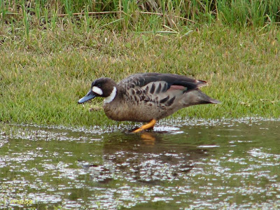 Pato de anteojos Speculanas specularis