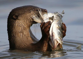 This gorgeous photo of an otter devouring its fresh catch were taken just for fun by local retired photographer Mohd Ishak, and posted on his Facebook page.