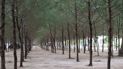 cemara pantai ngudel