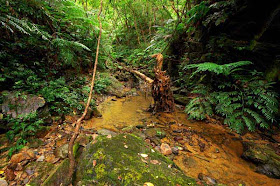 muddy water, stream,jungle,rocks