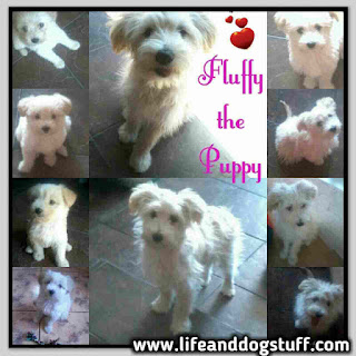 Fluffy the Puppy Growing Up stages