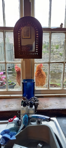 Hens looking in the window