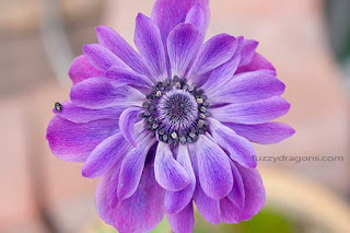 Purple Anemone Photo