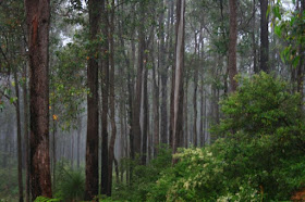 Misty Atmosphere at Yalgroup National Park