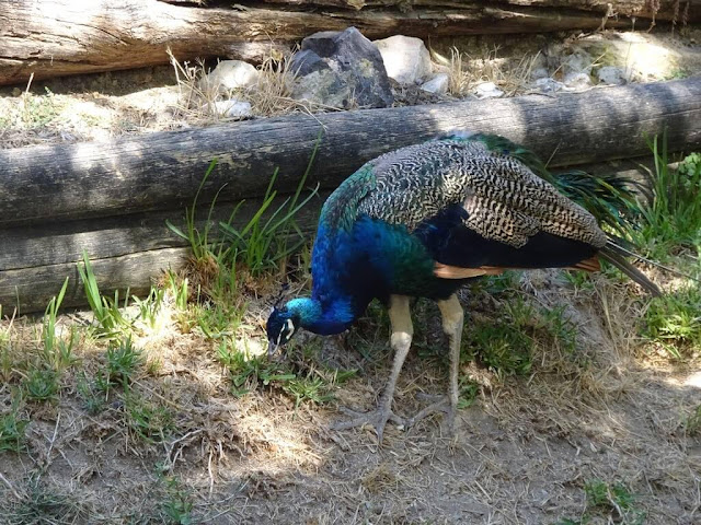 Pavões - Zoo de Lisboa