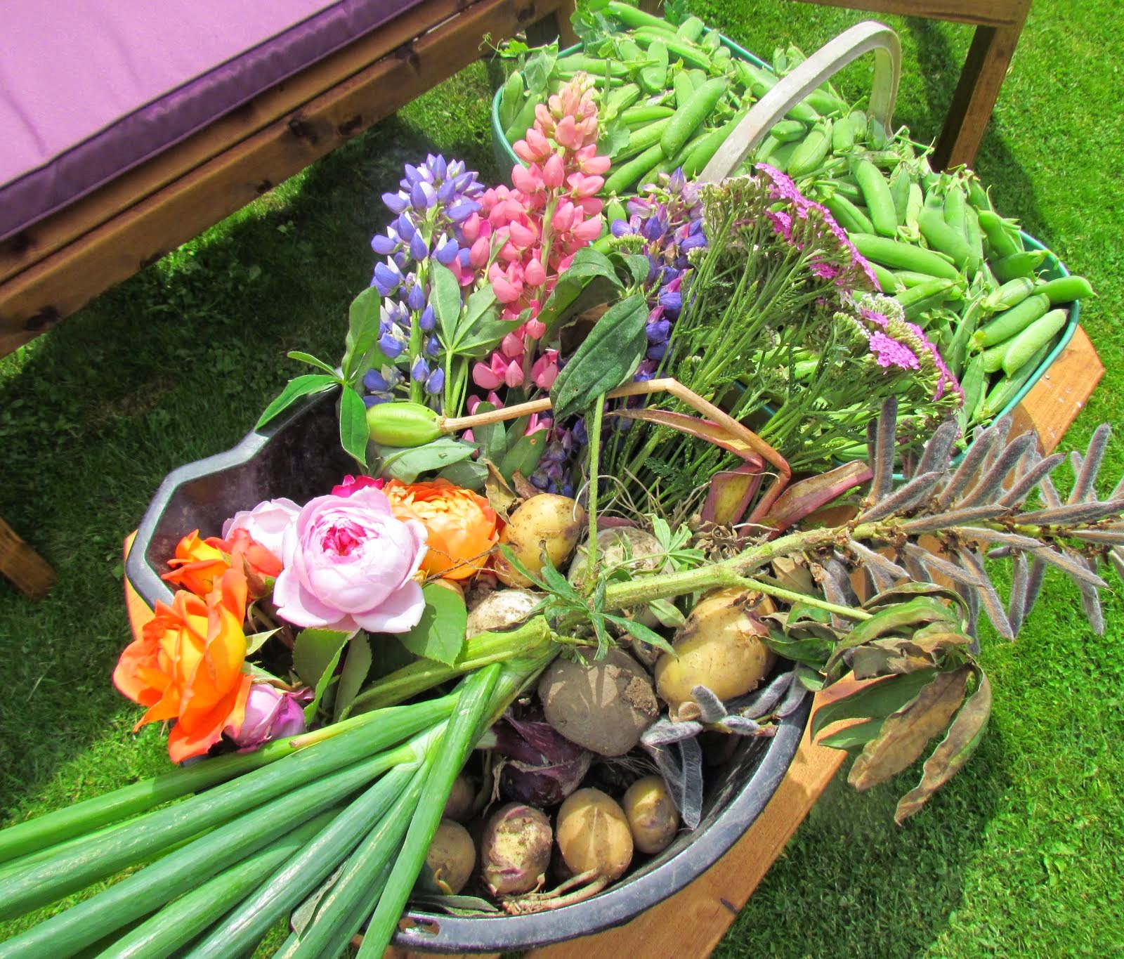 Allotment crops