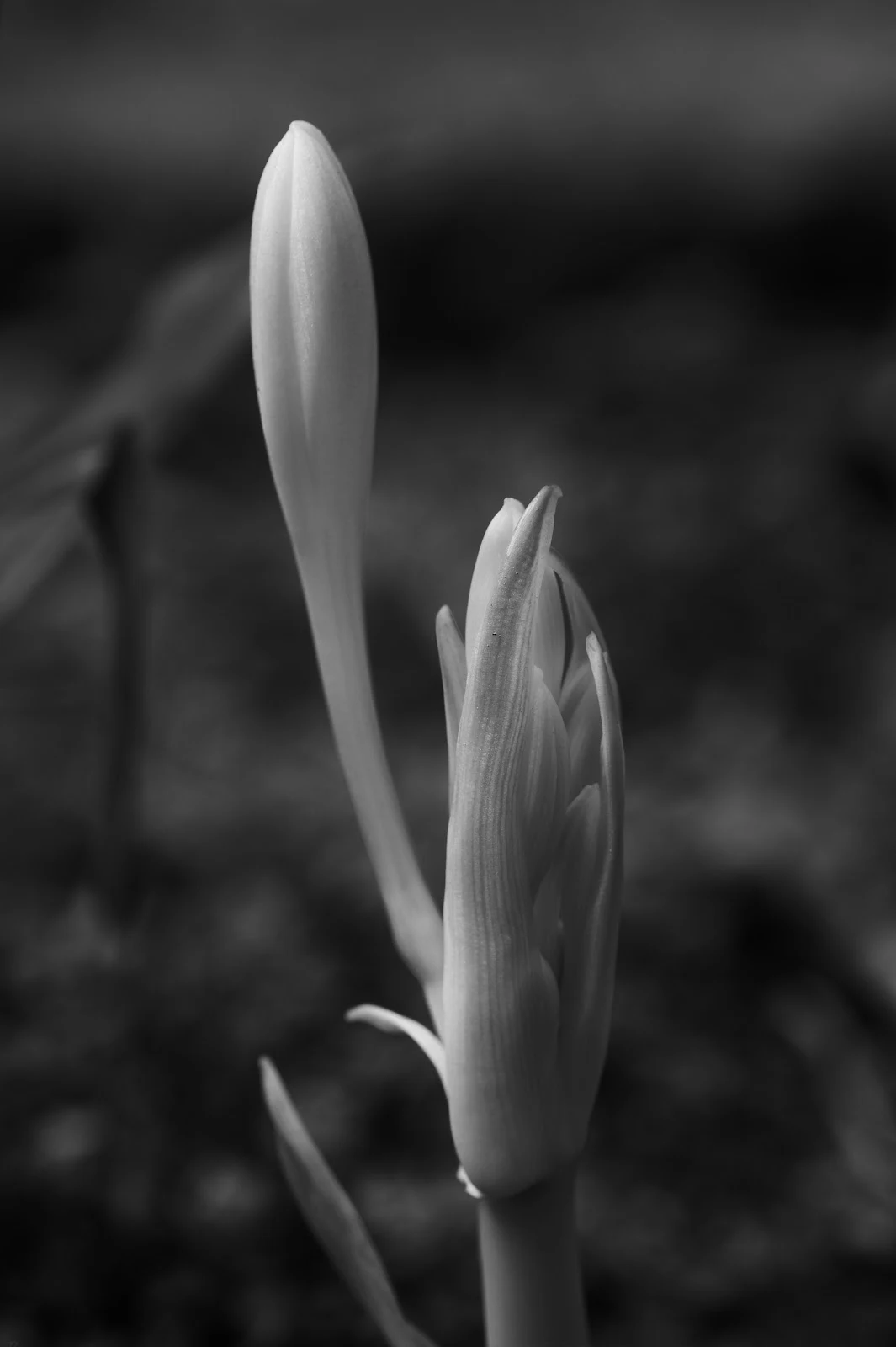 In the last week this plant has burst forth and is stretching for the Light. This shot feels better in Black & White.
