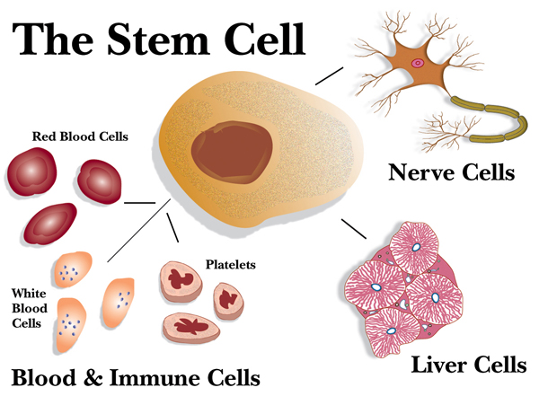 Stem Cell