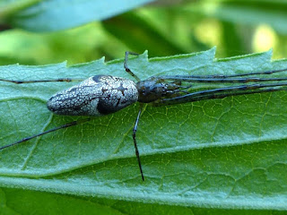 Araignées du genre Tetragnatha - Tetragnathidae - Photo d'araignée