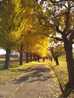 【20201112】公園のイチョウ