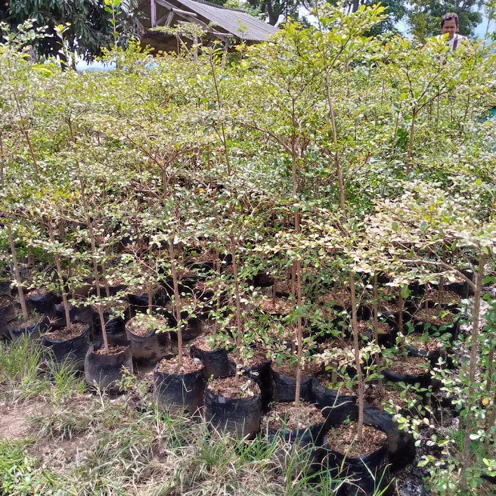 jual bibit pohon ketapang kencana yang baik sumatra utara Bandar Lampung