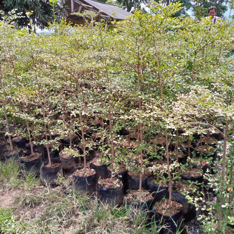 jual bibit pohon ketapang kencana cepat buah surakarta Jawa Barat