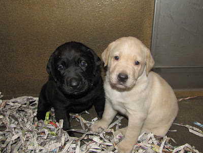 A black Lab puppy and a yellow Lab puppy