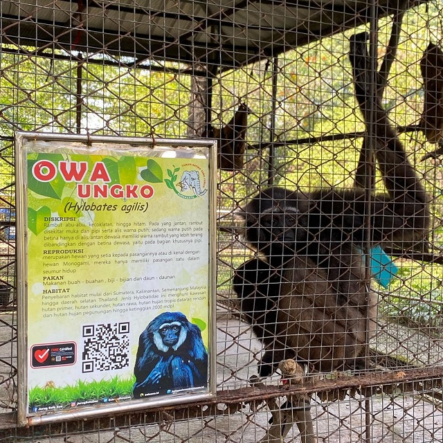 owa solo safari zoo