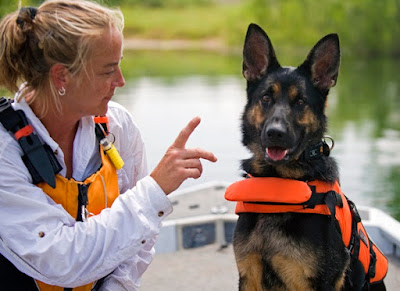 How dog rescue works and how it can be beneficial for you?