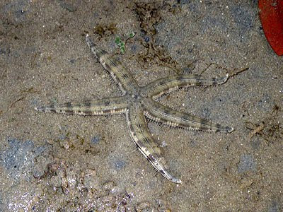 Sand-sifting Sea Star (Archaster typicus)