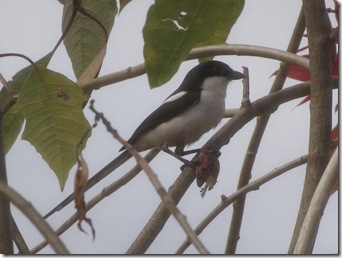 Birds-4