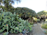 Ucla Botanical Garden Ferns