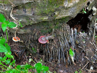 pengendalian-ganoderma-kelapa-sawit.jpg