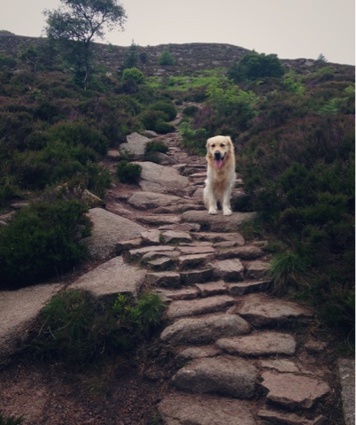 Golden retriever walking Bennachie