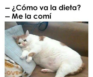 Cómo Prevenir la Obesidad en Gatos