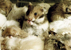 All pet hamsters are descended from a single female