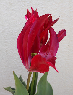 tulipán rojo