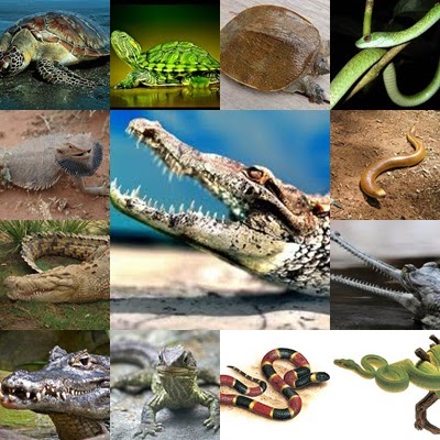 Koleksi Cemerlang 53+ Hewan Vertebrata Kelompok Reptil